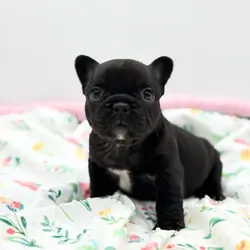 Black panther female French bulldog