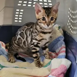 Casinga brown bengal kitten