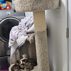 Home raised bengal kittens for a new home