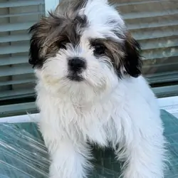 Shih Poo