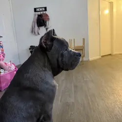 Italian mastiff cane corso puppy