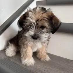 Puppy