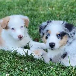 Australian Shepard puppies for adoption