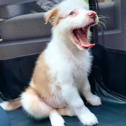 Australian Shepard puppies for adoption
