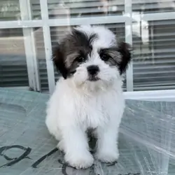 Small Dog