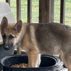 AKC GERMAN SHEPHERD puppies 12 weeks old