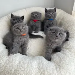 British shorthair kitten's ready for adoption