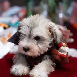 Miniature Schnauzer