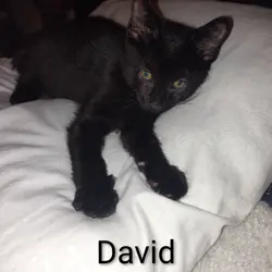 Kittens