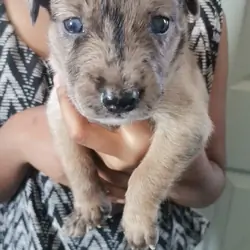 Puppies