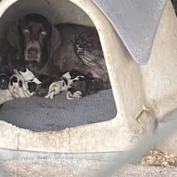 German Shorthaired Pointer Puppies