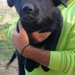 Purebred German Shepherd puppies
