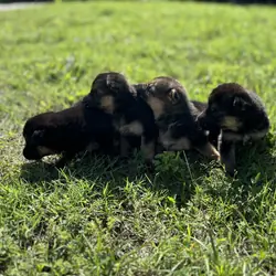 German Shepherd Puppies