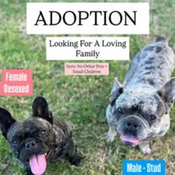 Looking for 3-5 year old frenchie male