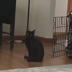 Onyx For Adoption!