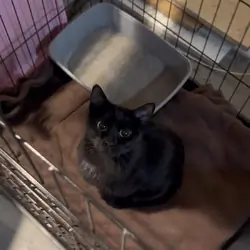Sabrina For Adoption!