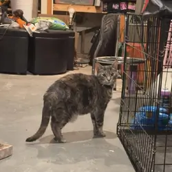 Ally For Adoption!