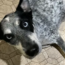 Husky Catahoula mix