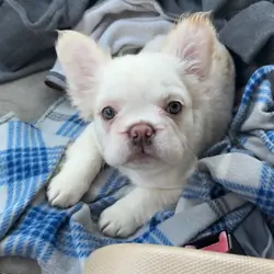Long haired French bulldog