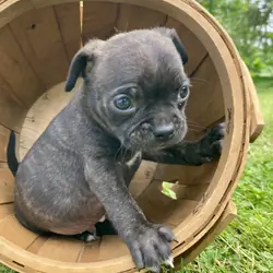 Bugg puppies