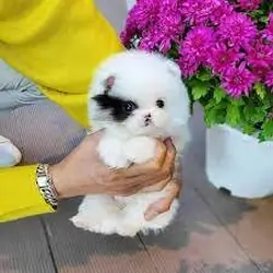 Sweet Pom Puppies Now Ready
