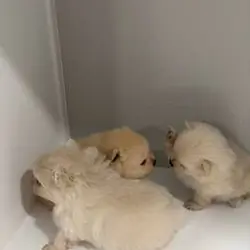 Playful Pomeranian looking Home