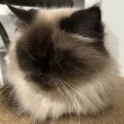 Half Persian half Himalayan female