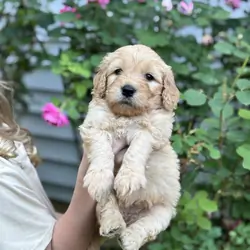 Golden Doodle Puppies