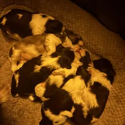 Shih Tzu Puppies