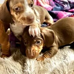 AKC Toy Dashhounds