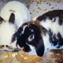 2 girl bunnies holland lop and netherland dwarf