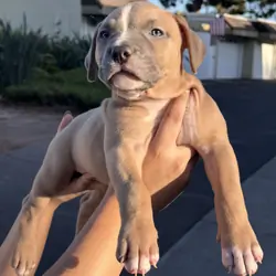 American Bully Puppies