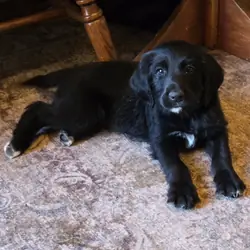 Goldador Poodle mix - female