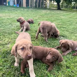 Akc registered Retriever