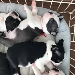 Akc registered Boston terrier puppies for rehoming