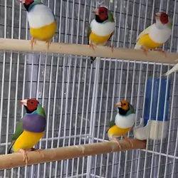Lady Gouldian Finch