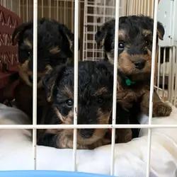 Welsh Terrier Puppies ready to go