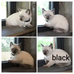 CFF registered siamese