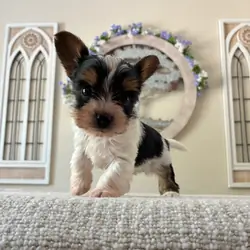 Yorkie Puppy