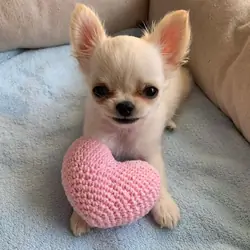 Sweet Chihuahua Baby