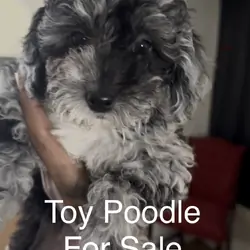 Miniature poodles
