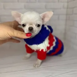 Mini Chihuahua Puppy