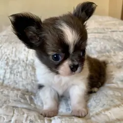 Mini Companion Available