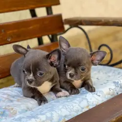 Adopt a Chihuahua Pup