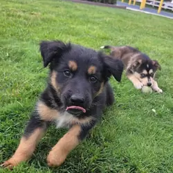 German Shepard puppy