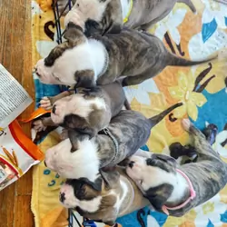 NKC American Bulldog Puppy
