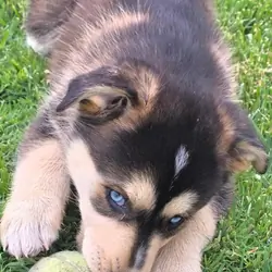 Husky puppy