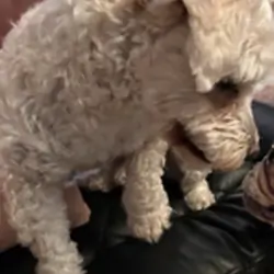 Maltipoo