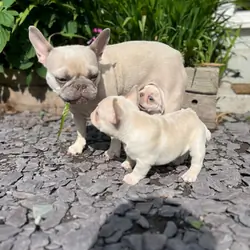 KC Frenchie pups, platinum/blue sable