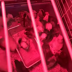Chicks